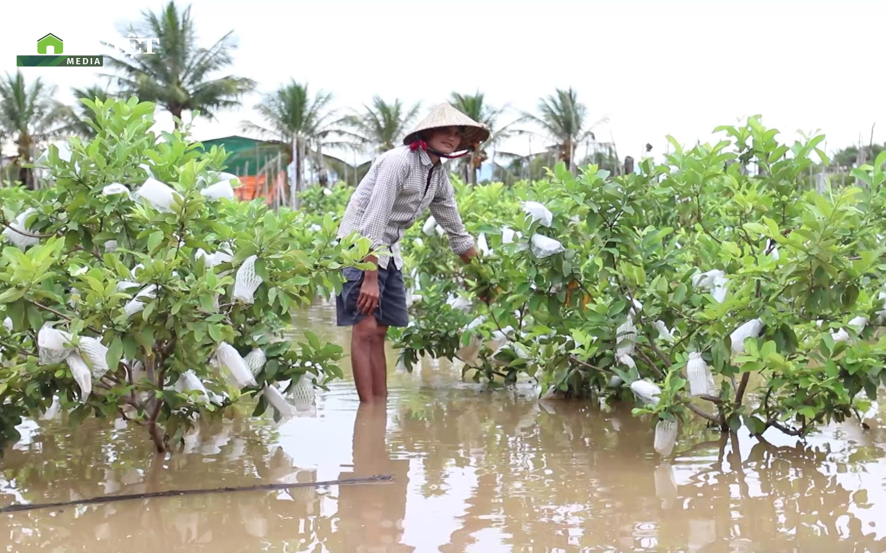 Clip: Nông dân Ninh Thuận lội nước hái táo vì mưa lớn kéo dài khiến hàng chục ha cây trồng ngập nặng