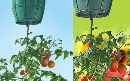 Bí quyết trồng cà chua trong chai nhựa, cho quả chỉ sau 1 tháng