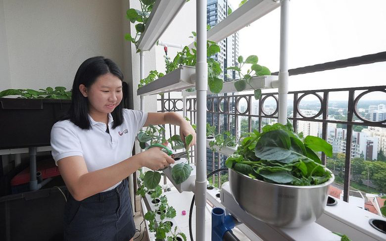 Cô gái tuổi teen Singapore tự thiết kế mô hình trồng cây thủy canh ngay tại nhà