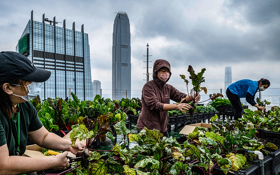 Bất ngờ những trang trại trên mái các tòa nhà chọc trời ở Hong Kong