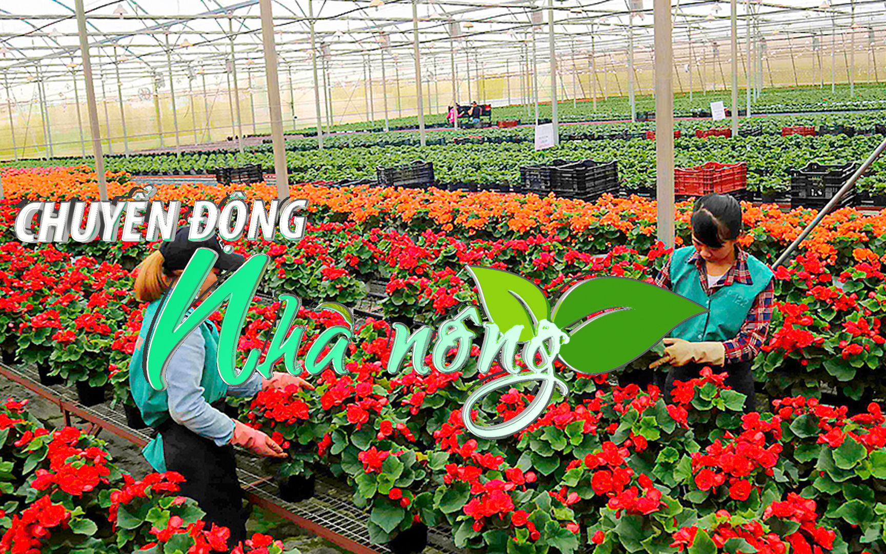 Chuyển động Nhà nông 28/11: Các nhà vườn Lâm Đồng “rón rén” vào vụ hoa Tết