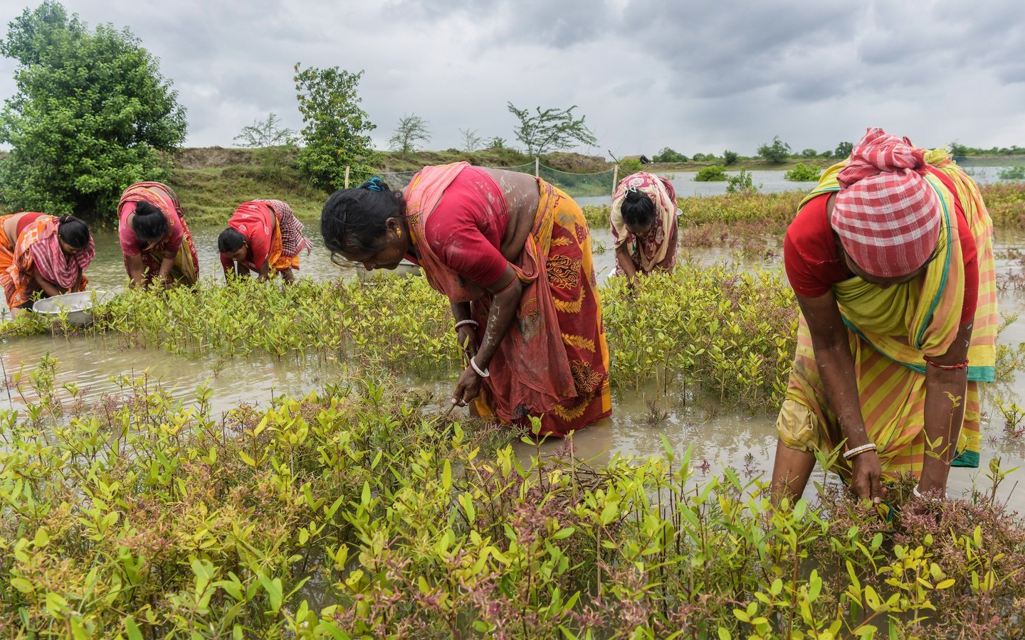 Video: Nhóm phụ nữ Ấn Độ trồng rừng ngập mặn để chống lại biến đổi khí hậu