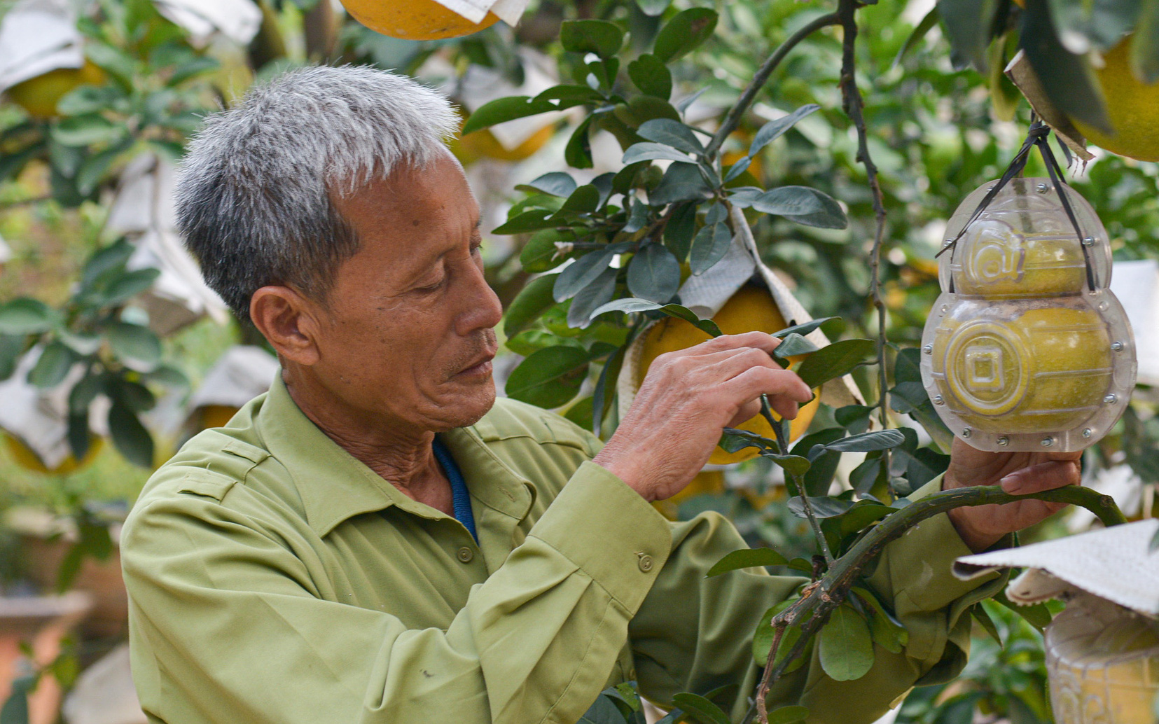 Lão nông ở ngoại thành Hà Nội thu nhập hàng trăm triệu đồng nhờ trồng ngũ quả bon sai