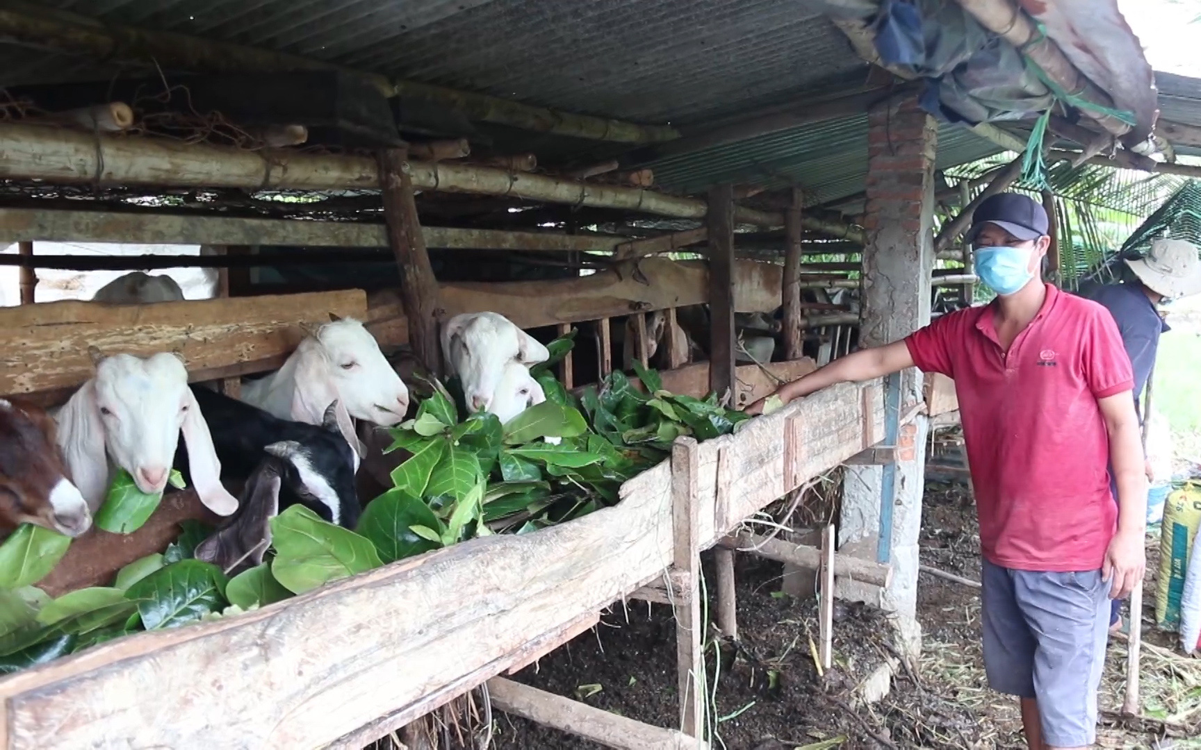 Giá thịt dê, cừu rớt thảm, người chăn nuôi Ninh Thuận ngậm ngùi nuôi 