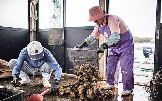 Video: Độc đáo nghề nuôi cấy ngọc trai ở thành phố Shima, Nhật Bản