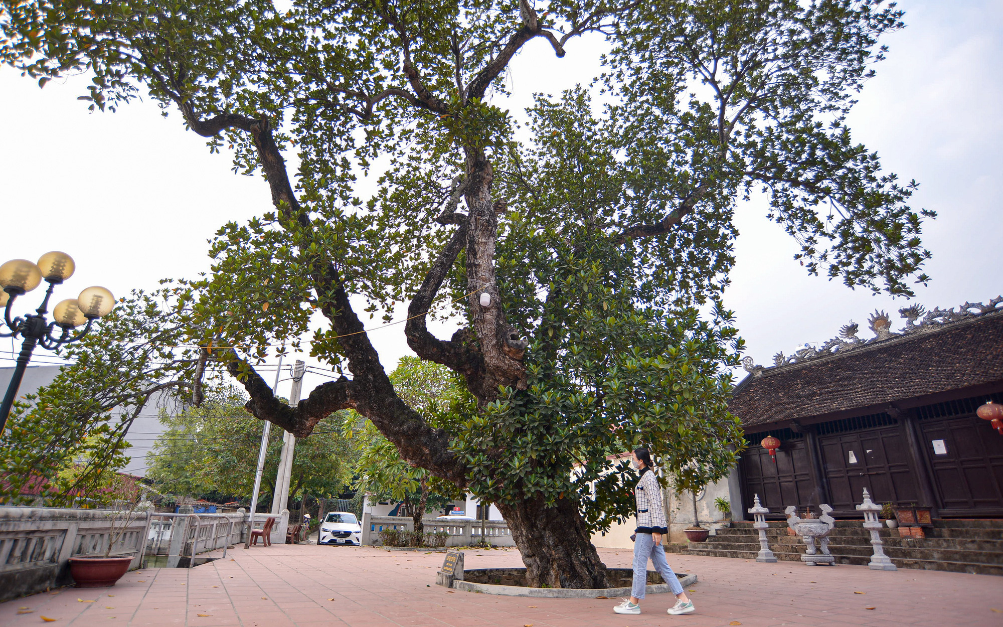 Cận cảnh cây mít trên 500 tuổi có hình dáng cổ quái ở Hà Nội