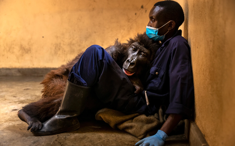 Ảnh động vật ấn tượng 2021: Khỉ đột qua đời trong vòng tay người chăm sóc
