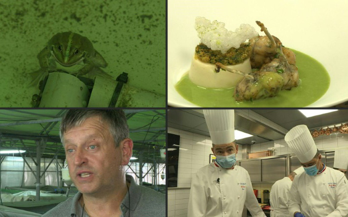 Video: Bất ngờ với nghề nuôi ếch cung cấp cho nhiều nhà hàng tại Pháp