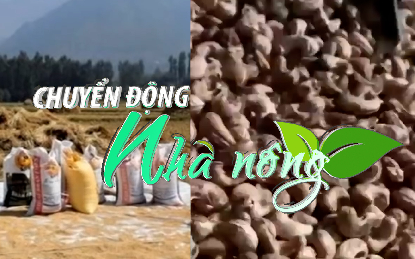 Chuyển động Nhà nông 24/12: Bất ngờ với số gạo và hạt điều Việt Nam nhập từ nước ngoài năm 2021
