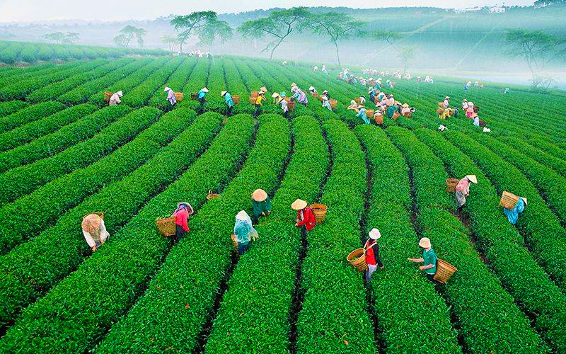 Năm 2021: Nông nghiệp Việt Nam vượt thách thức