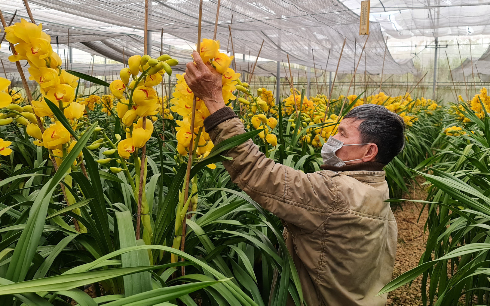 Lâm Đồng: Địa lan vàng nở vàng rực khiến nhà vườn lo mất ăn, mất ngủ