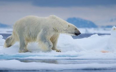 Người dân phải mang súng ra đường vì sợ gấu Bắc Cực