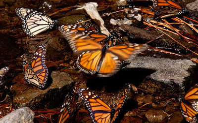 Hành trình di cư đáng kinh ngạc của hàng triệu chú bướm vua
