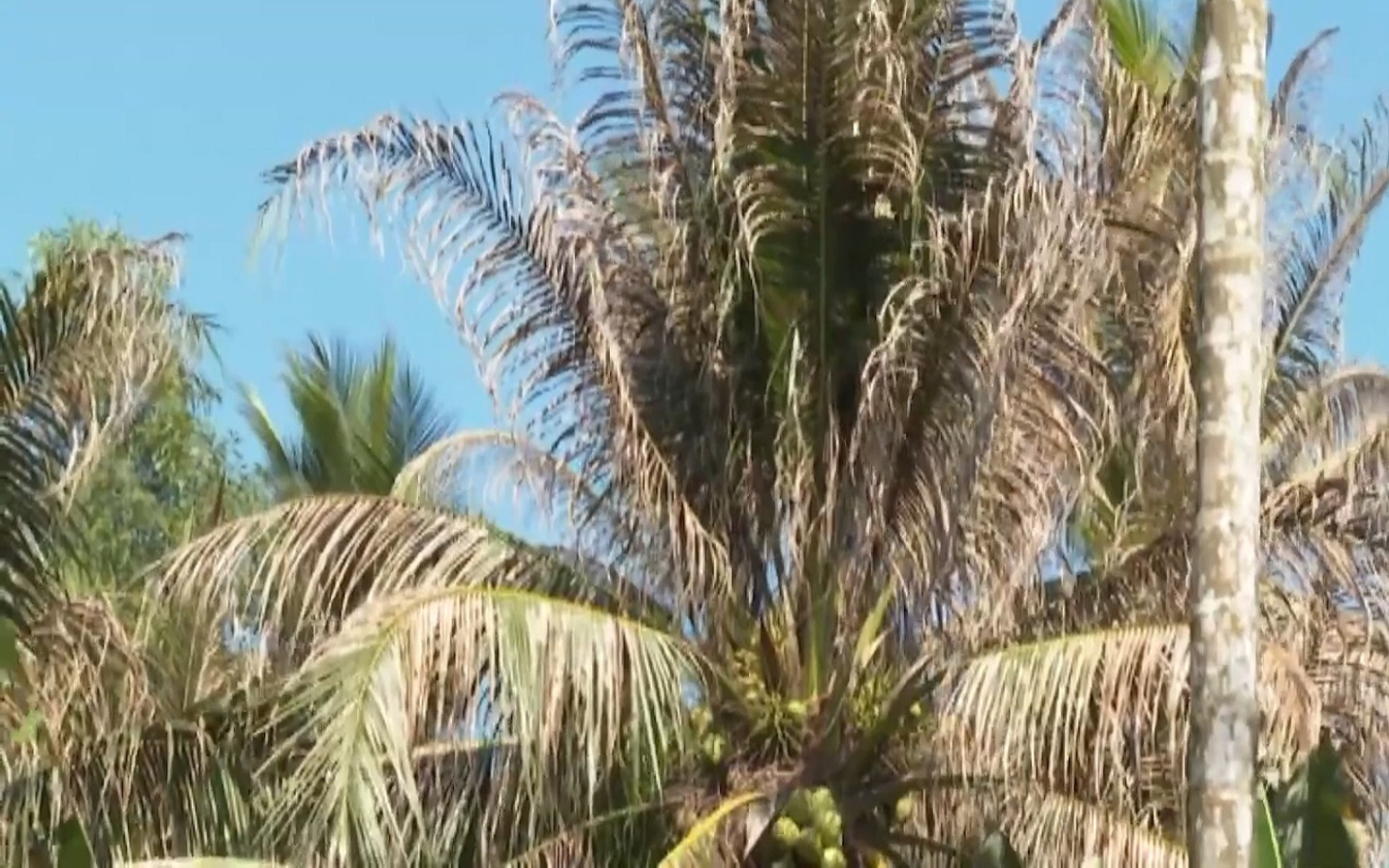 Bến Tre: Sâu đầu đen bùng phát gây hại trên cây dừa, nhiều bà con mất nguồn thu nhập