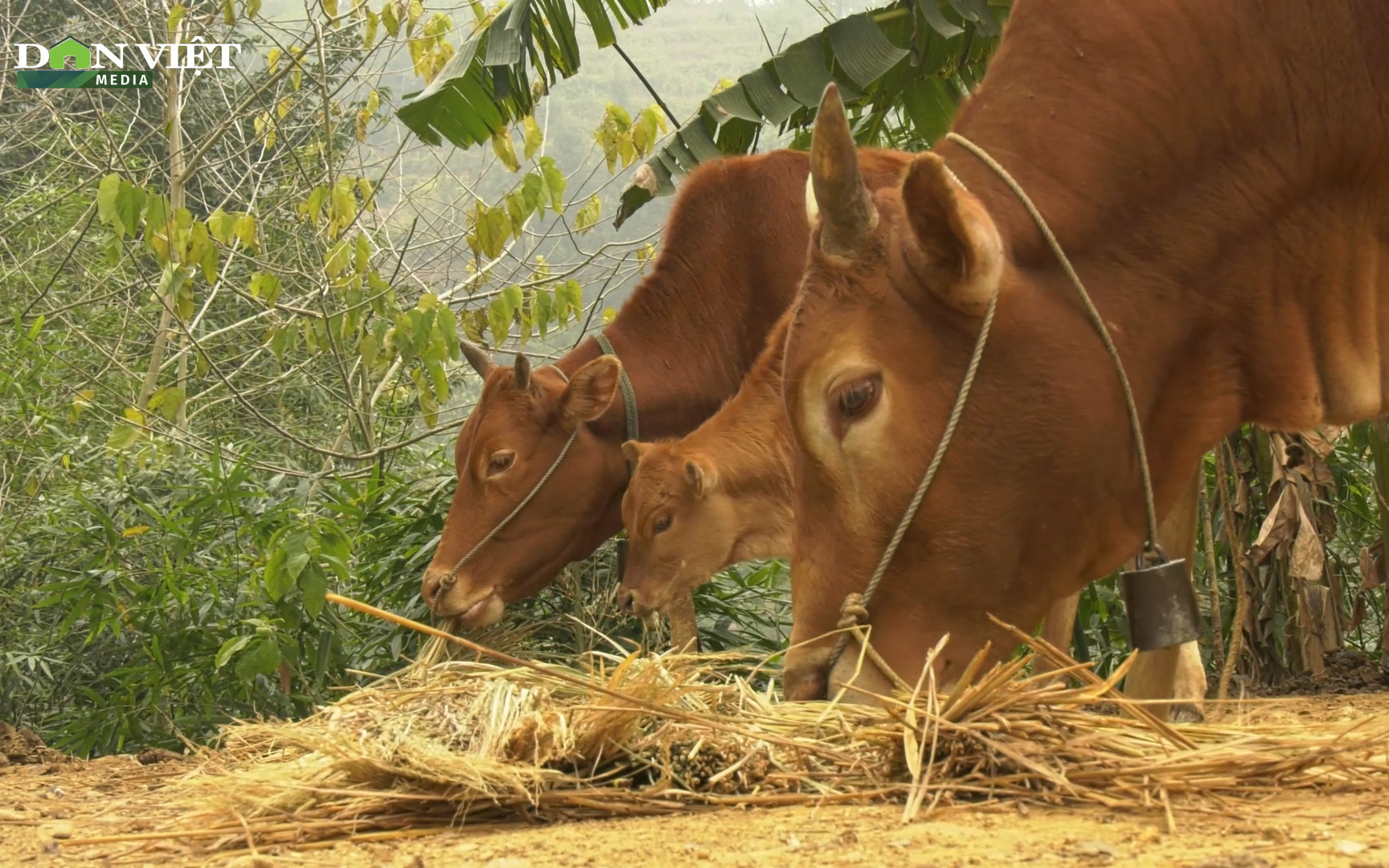 Lào Cai: Áp dụng chặt chẽ các biện pháp an toàn dịch bệnh trong chăn nuôi, Tả Gia Khâu vươn lên thoát nghèo thần kỳ