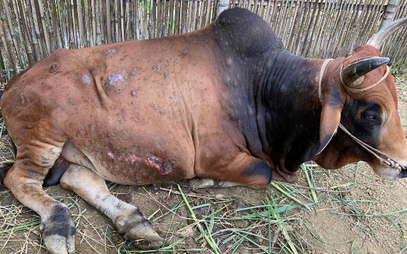 Cảnh báo: Bệnh viêm da nổi cục ở trâu bò đang diễn biến rất phức tạp