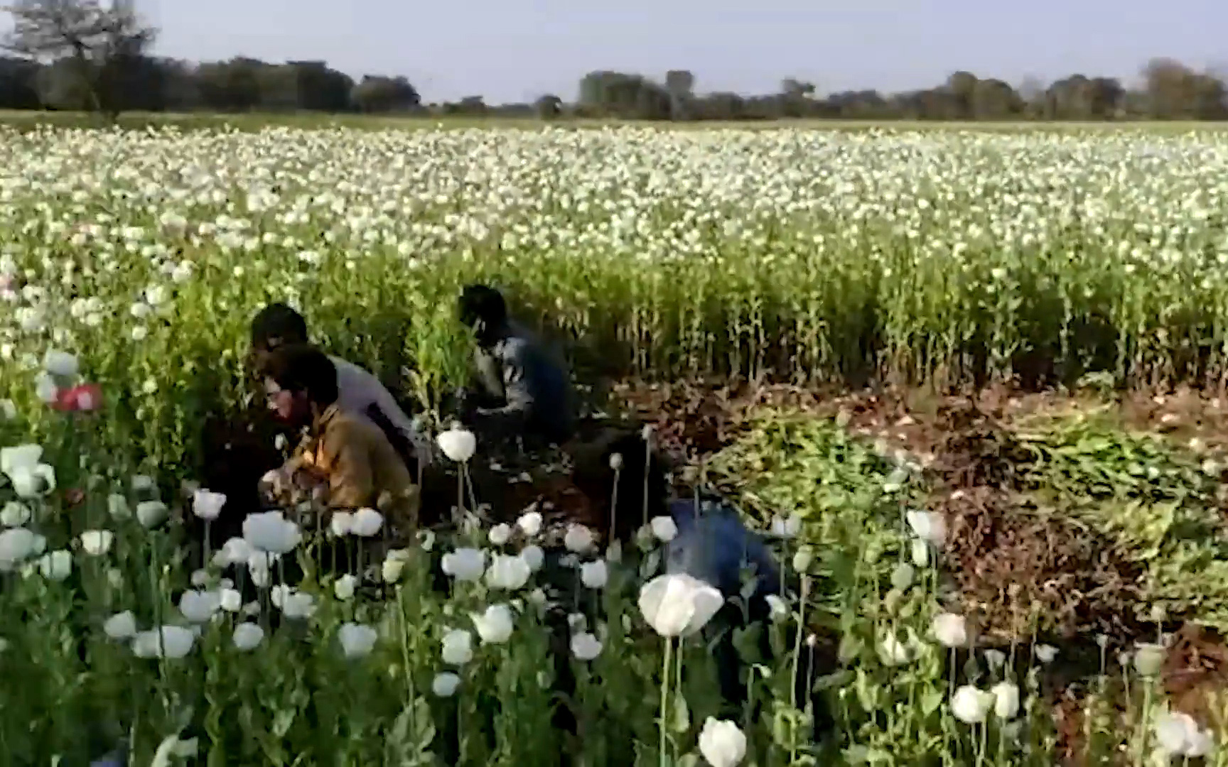 Ấn Độ: Phát hiện trang trại trồng cây thuốc phiện bất hợp pháp trị giá 54.000$ USA