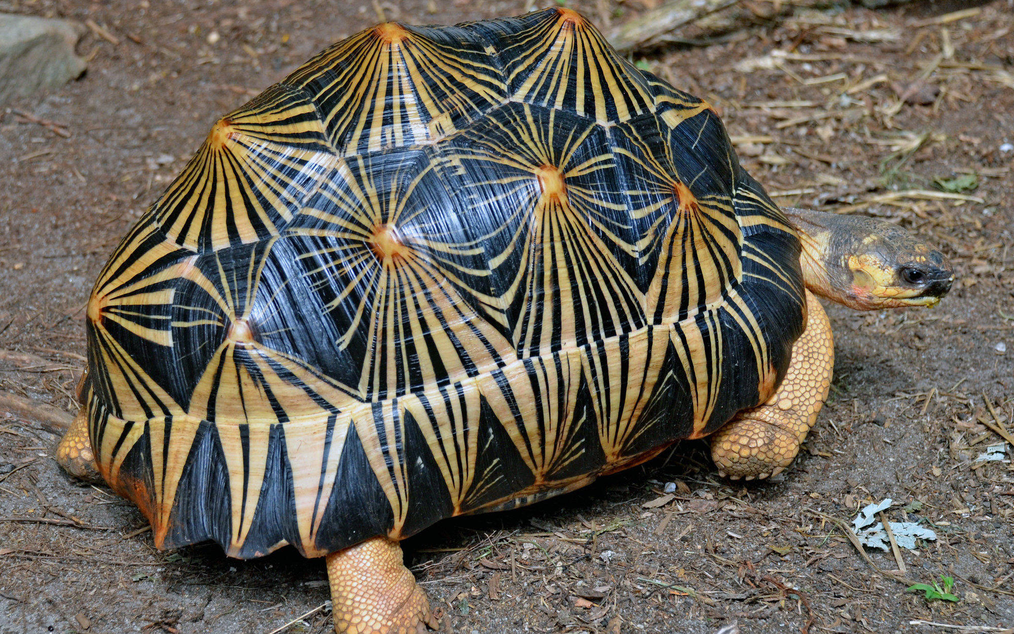 Rùa bức xạ - loài rùa đẹp nhất hành tinh đứng trên bờ vực tuyệt chủng