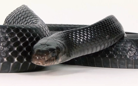 Rắn chàm phương Đông - loài rắn bản có chiều dài 