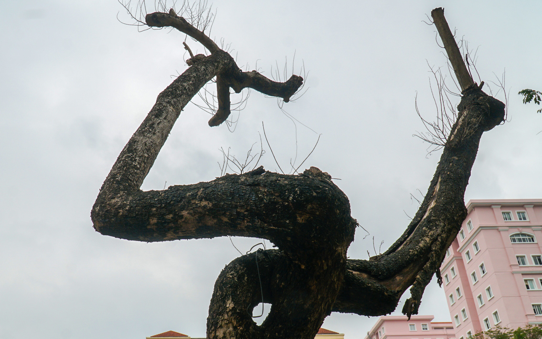 7 cây sưa đỏ trên đường Nguyễn Văn Huyên đã chết sau thời gian dài truyền dịch