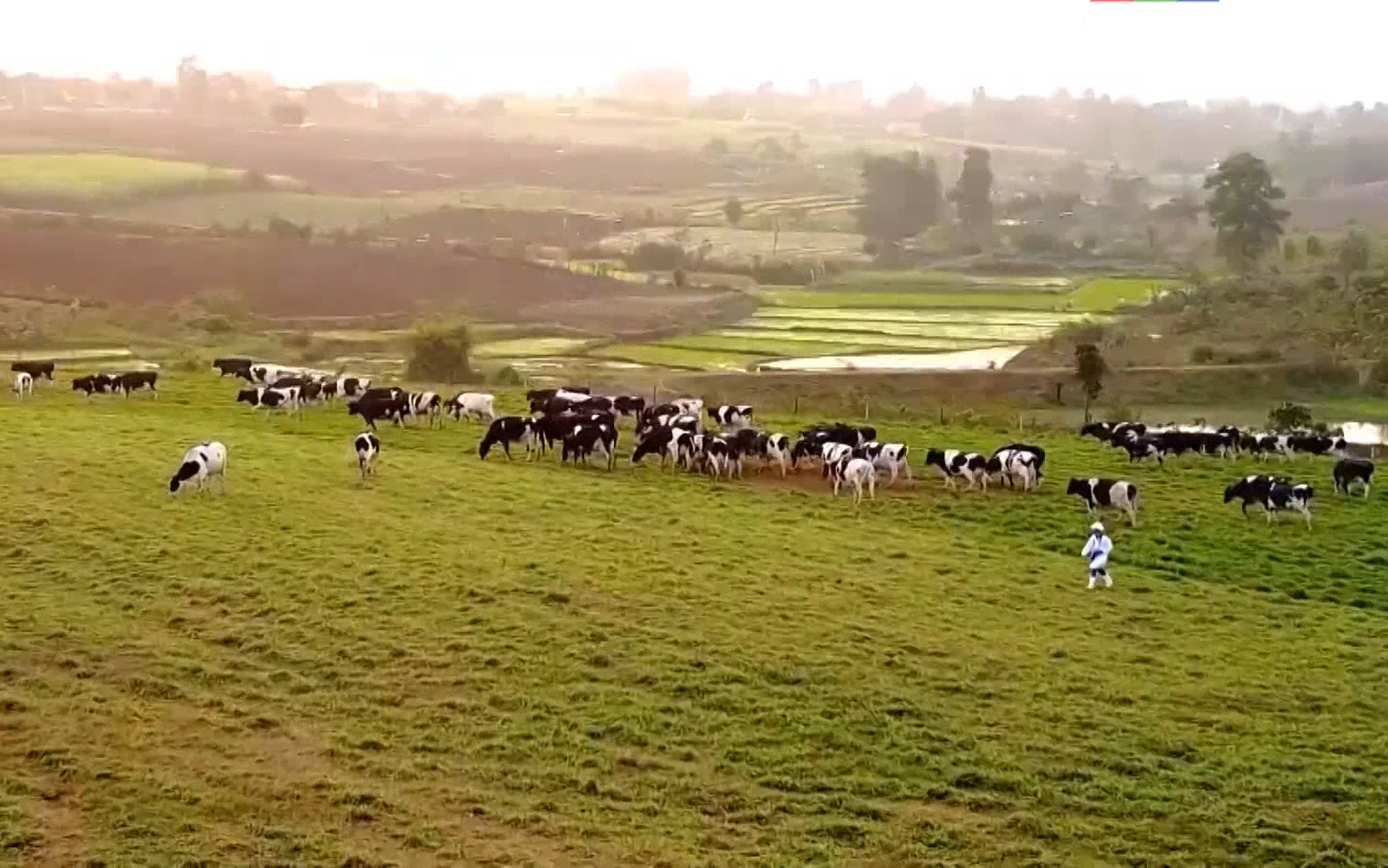 An Giang: Kỳ vọng dự án chăn nuôi bò sữa và chế biến sữa công nghệ cao lớn nhất đồng bằng sông Cửu Long