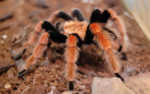 Loài nhện sở hữu 8 chân đỏ rực vô cùng hiếu chiến ở Mexico