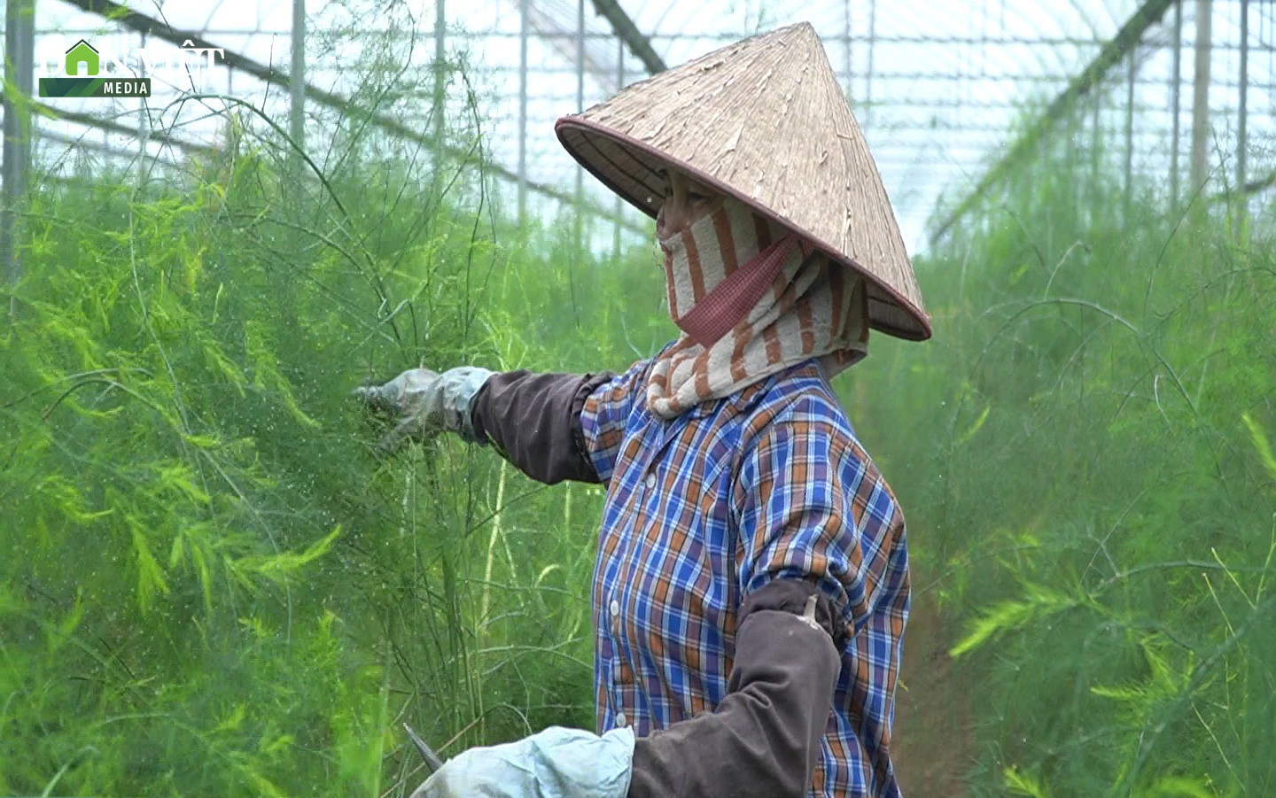 Trồng loại cây được mệnh danh là “rau hoàng đế” nông dân Phú Xuyên thu tiền triệu mỗi ngày