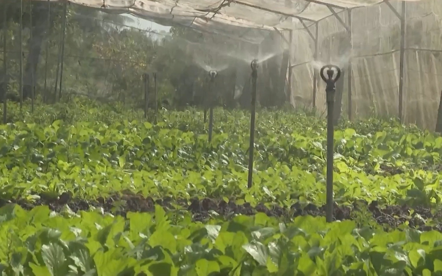 Áp dụng công nghệ 4.0 trồng rau sạch, anh nông dân ung dung thu về 200 triệu/năm