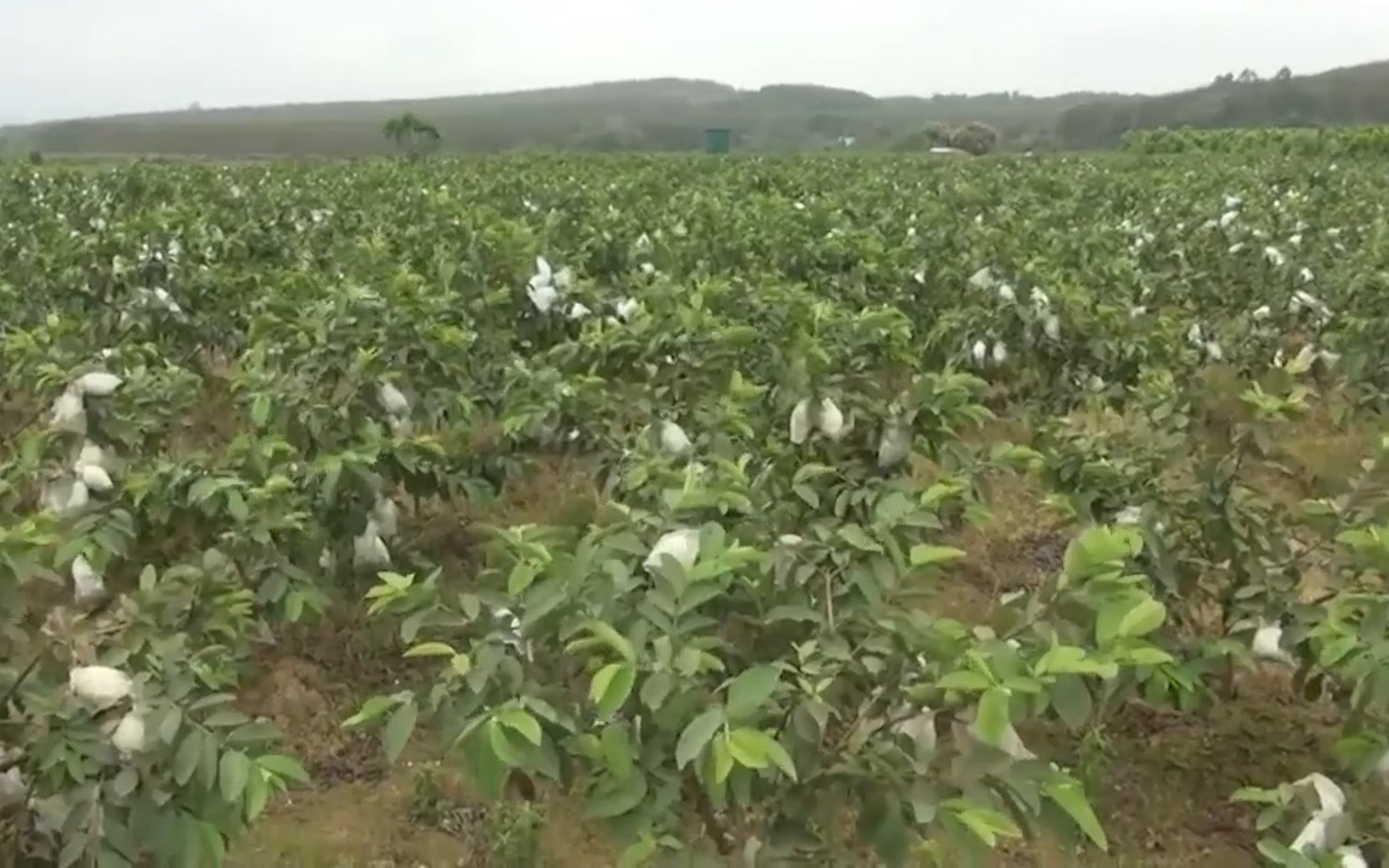 Trồng ổi lê Đài Loan trên đất đồi Thanh Hóa, nông dân đổi đời, thu về cả tỷ đồng