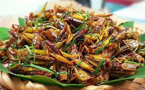 Video: Việt Nam chính thức được phép xuất khẩu thực phẩm làm từ côn trùng vào thị trường EU