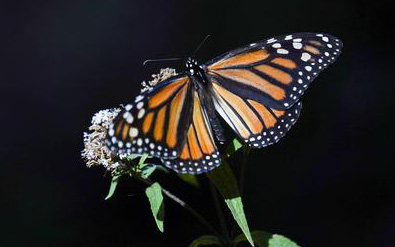 Vẻ đẹp của loài bướm vua có khả năng bay qua Đại Tây Dương 