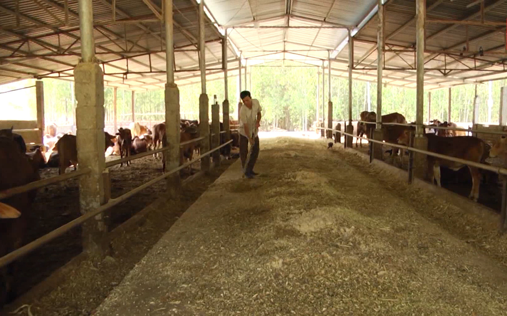 Đồng Nai: Mô hình nuôi bò vỗ béo có gì đặc biệt mà nông dân nơi đây, nhiều người đã trở thành tỷ phú?