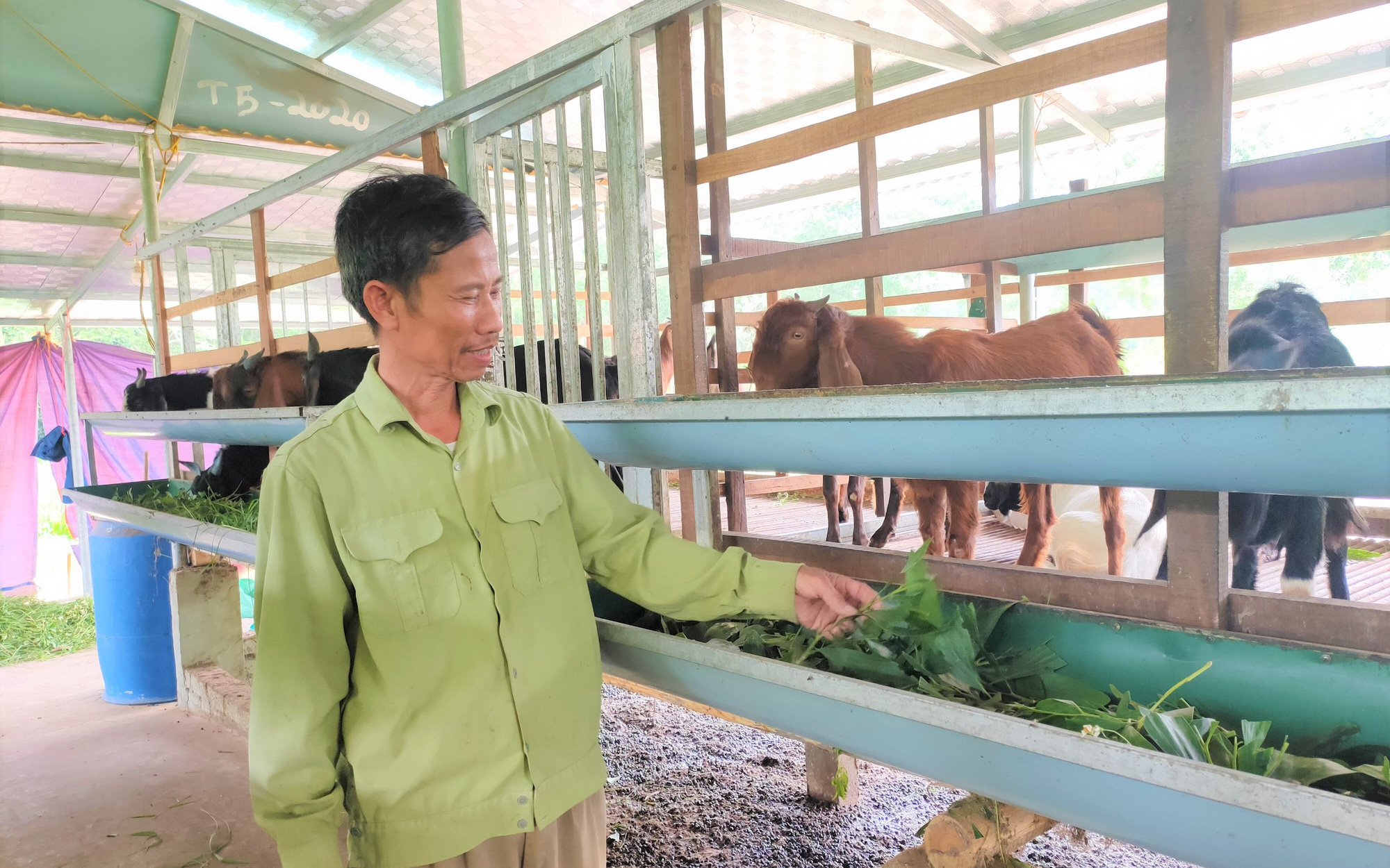 Lão nông Nghệ An chỉ nuôi con kêu “bê bê” mà lãi hàng trăm triệu đồng mỗi năm