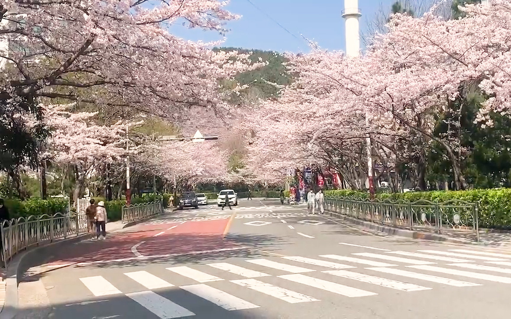 Hàn Quốc hủy bỏ lễ hội hoa anh đào trên khắp đất nước do dịch Covid-19