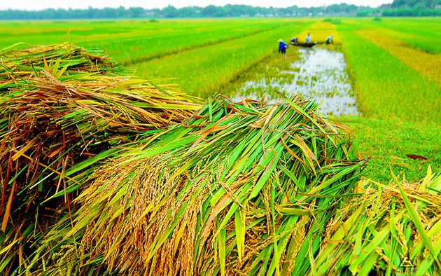 Đồng Tháp: Vì sao nông dân chưa mặn mà với bảo hiểm cây lúa?