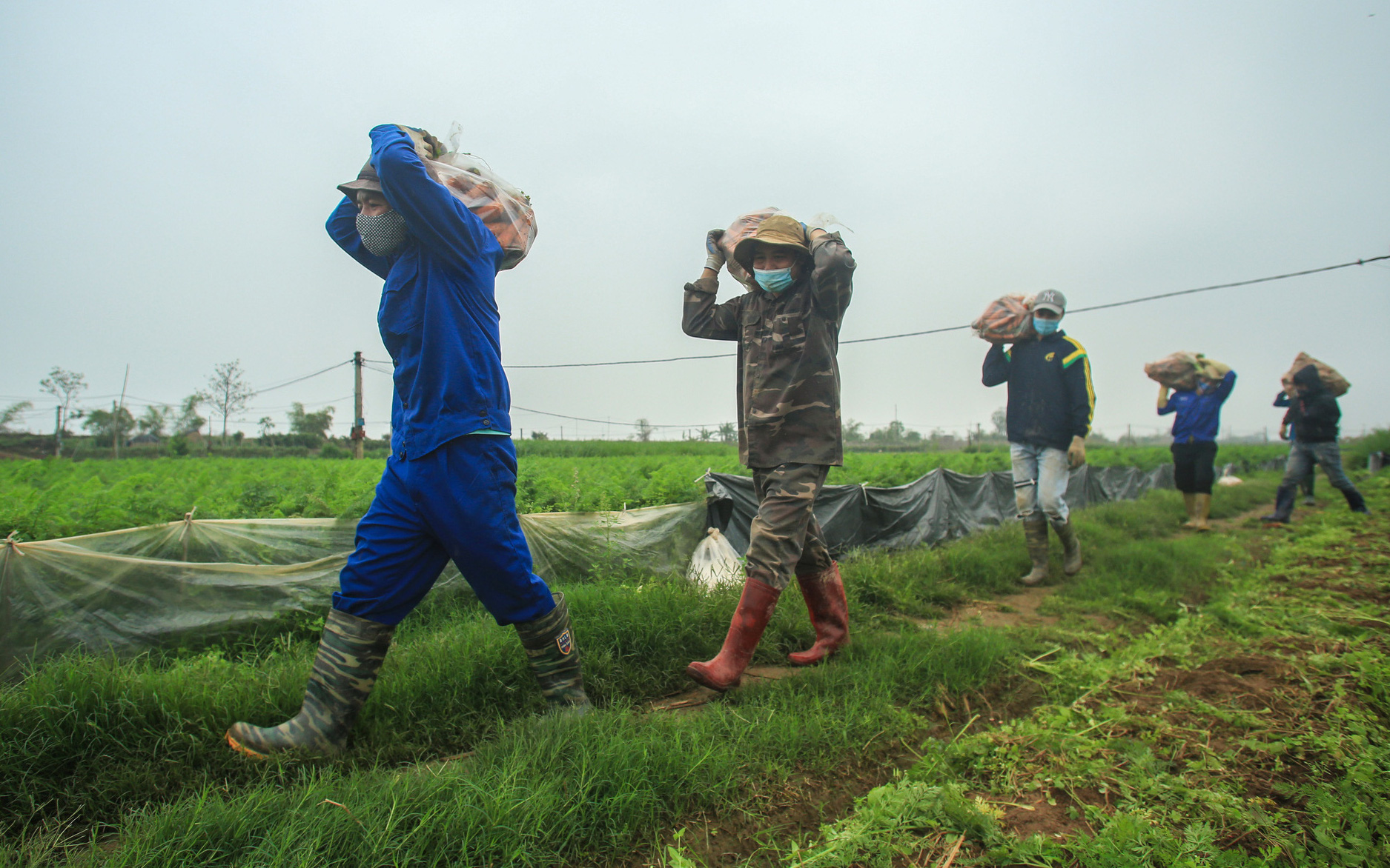 Hải Dương: Nông dân Chí Linh hồ hởi ra đồng thu hoạch nông sản sau khi gỡ lệnh phong tỏa