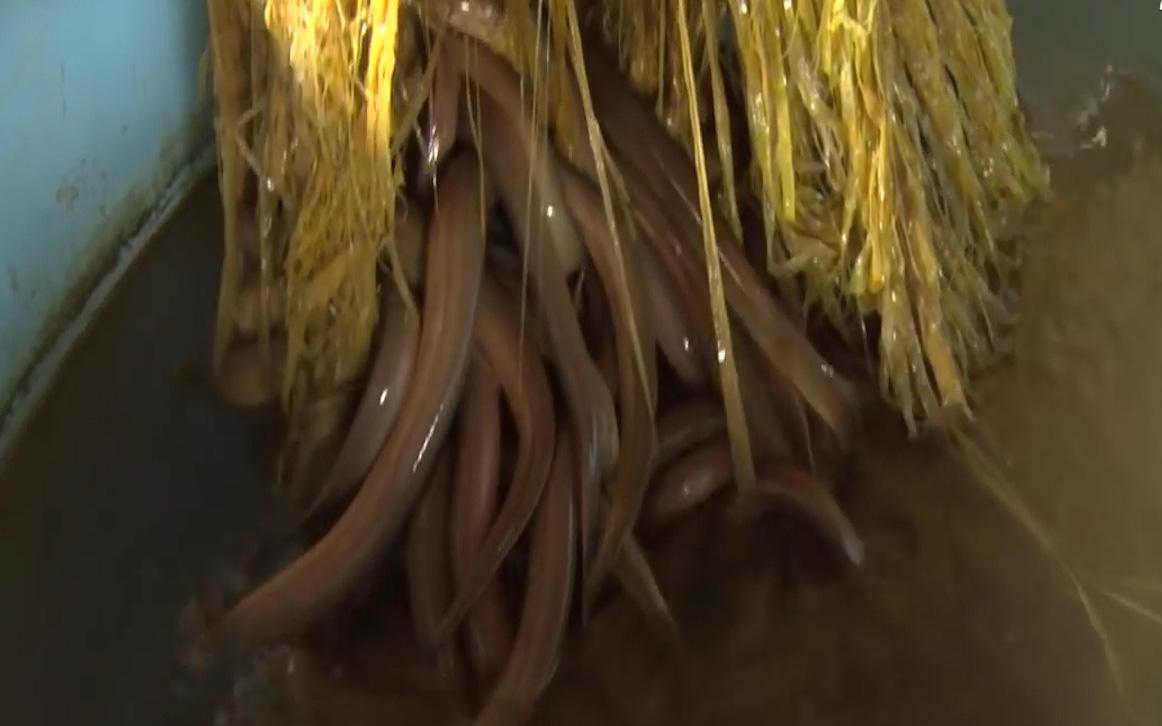 Đồng Tháp: Có của ăn của để nhờ nuôi lươn giống nhân tạo 