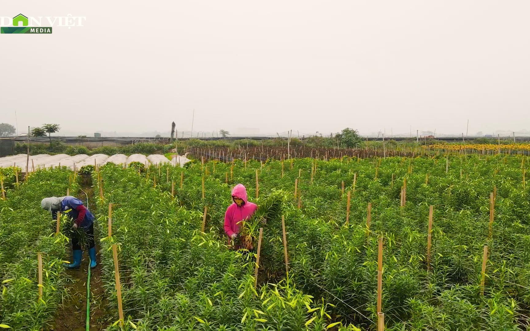 Bên trong thủ phủ hoa loa kèn mới của Hà Nội đang vào vụ thu hoạch