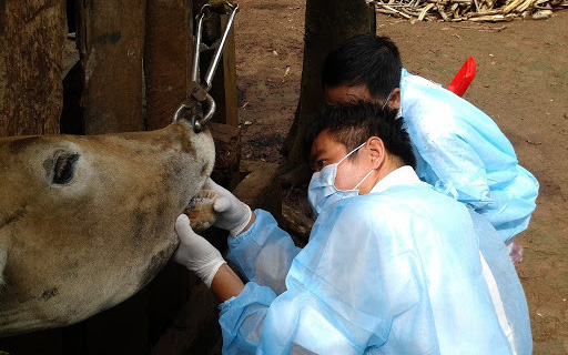 Phú Yên: 180 con bò chết vì bệnh lở mồm long móng 