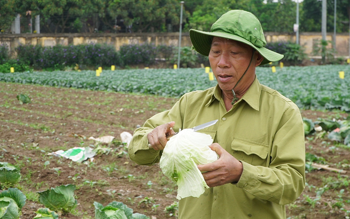 Nông dân Hà Nội: Không thể cứ trông chờ giải cứu nông sản, chúng tôi cần nhiều hơn thế