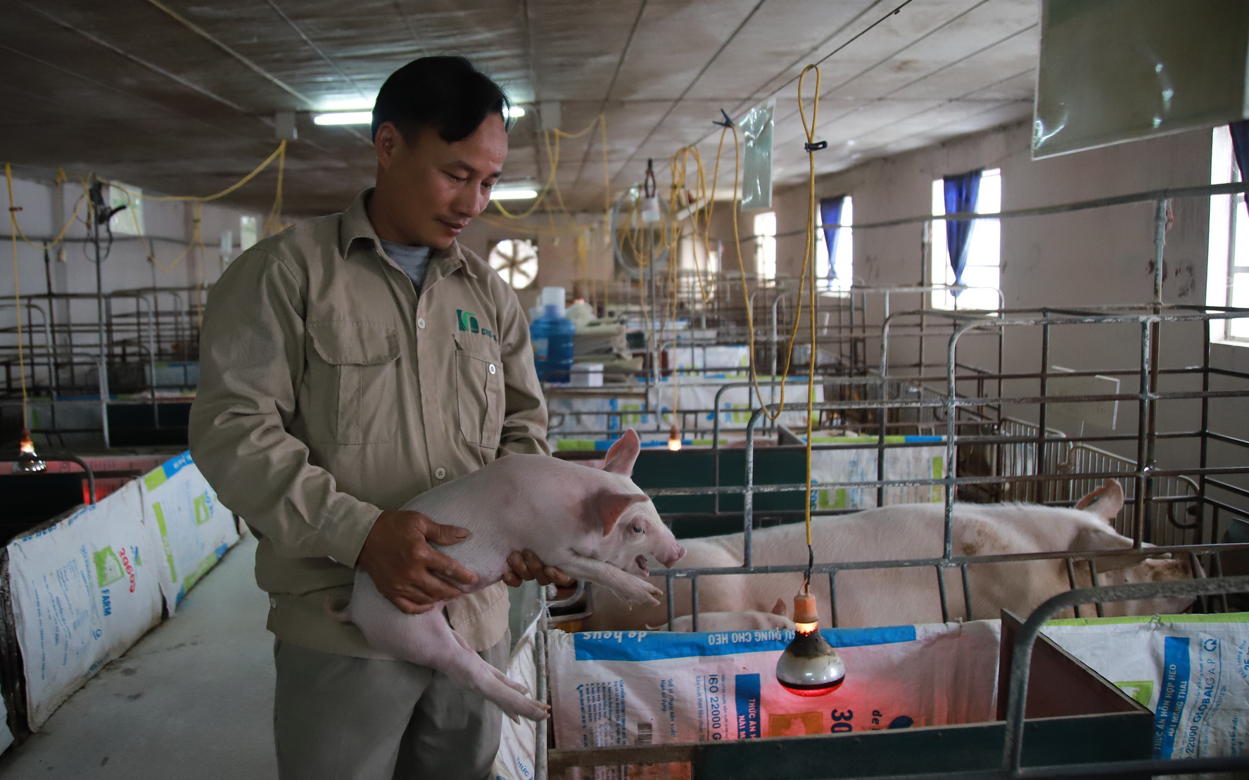 Video: Anh nông dân Ninh Bình bỏ công chức về quê nuôi lợn mỗi năm thu hơn 20 tỷ