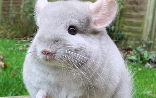 Sóc chuột Chinchilla - loài động vật đáng yêu nhất thế giới