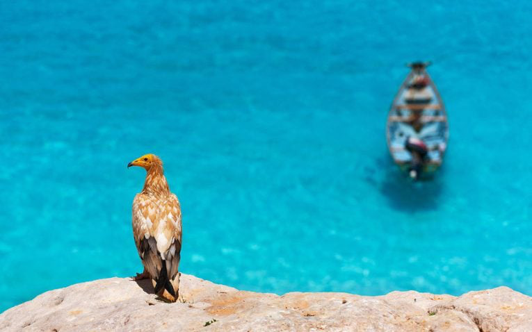 Đảo Socotra - hòn đảo sở hữu hệ sinh thái đặc biệt nhất Trái đất