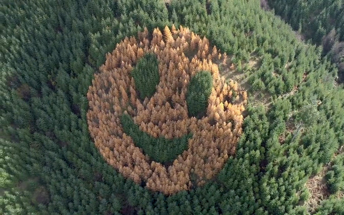 Hình ảnh mặt cười đáng yêu giữa đại ngàn rừng xanh tại Mỹ