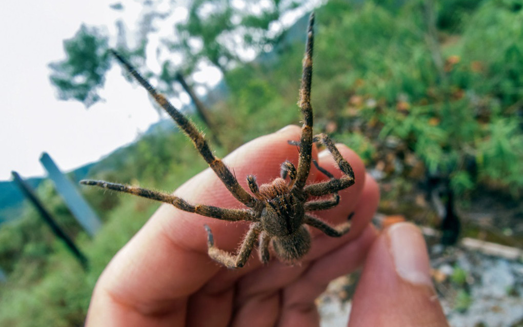 Cận cảnh loài nhện độc nhất thế giới có thể hạ gục người chỉ trong một vết cắn