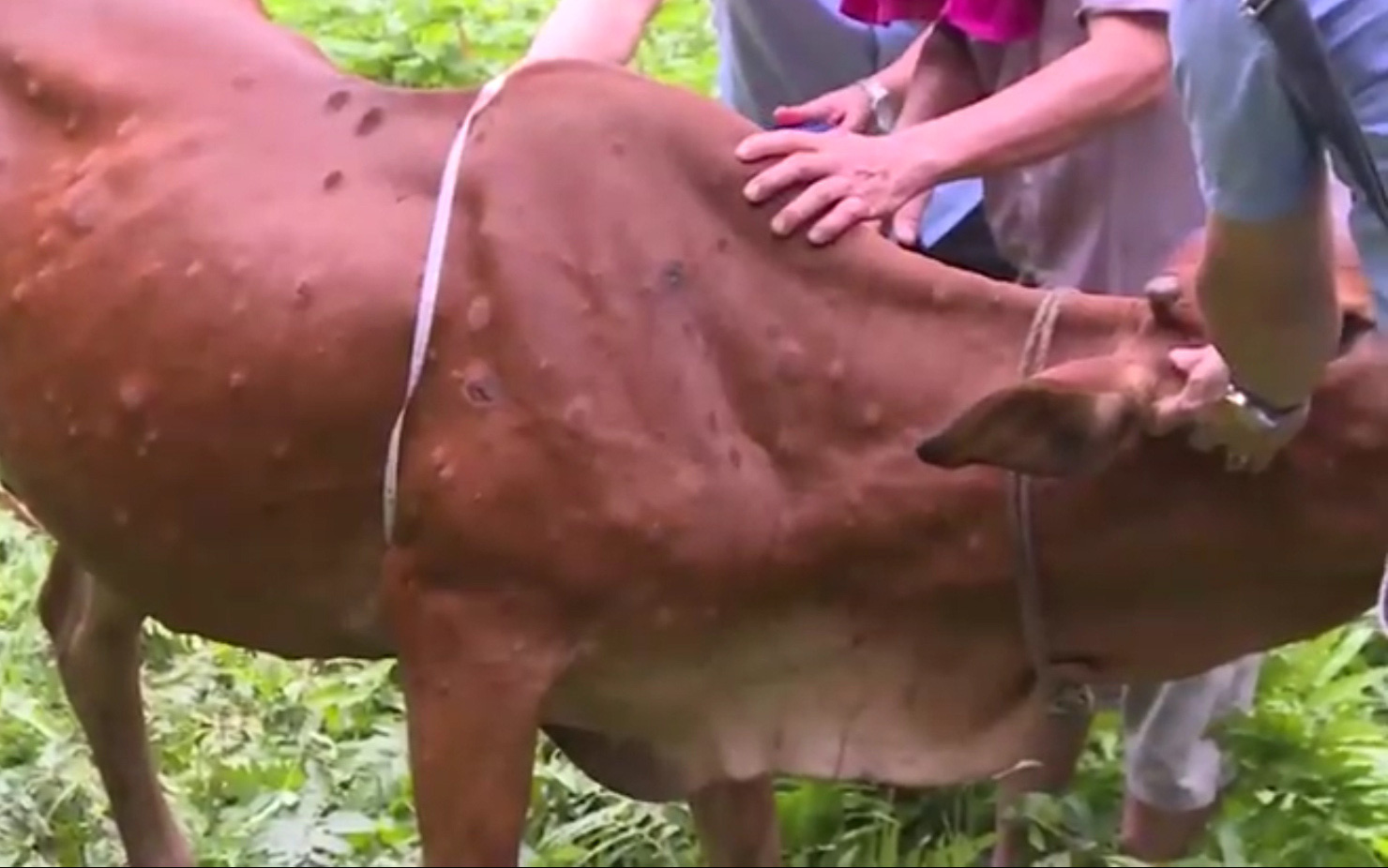 Yên Bái: Bệnh viêm da nổi cục trên đàn bò xuất hiện ở huyện Lục Yên