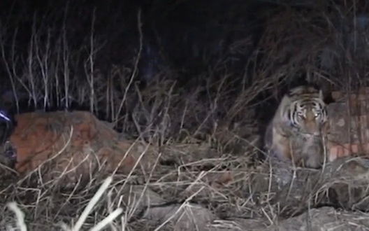 Chú hổ Siberia đi lạc vào trong làng khiến người dân phát hoảng