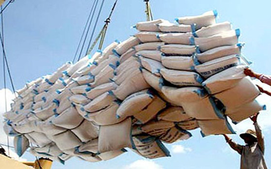 Xuất khẩu gạo giảm mạnh, chuyên gia khuyên đừng vội giảm giá