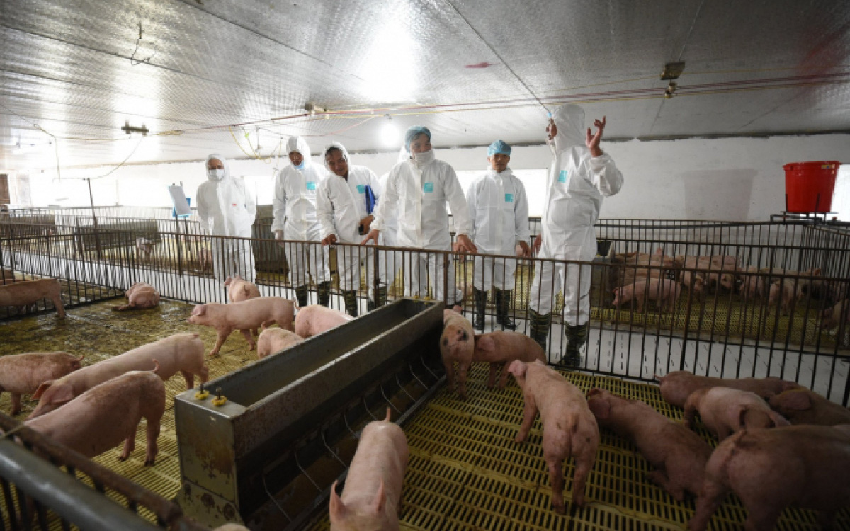 Diễn biến dịch bệnh phức tạp: Tổng đàn lợn cả nước vẫn tăng mạnh so với cùng kỳ năm 2020