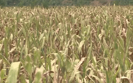Đắk Nông: Nông dân Nâm N'Dir thất thu vì giống bắp chỉ có cùi, không hạt